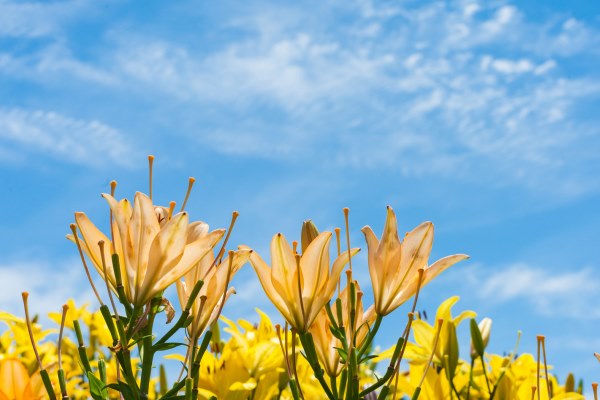 サンプルイメージ