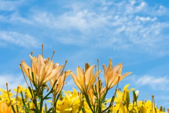 サンプルイメージ