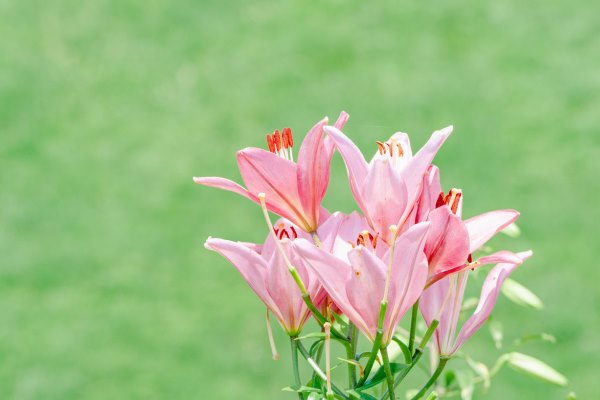 サンプルイメージ